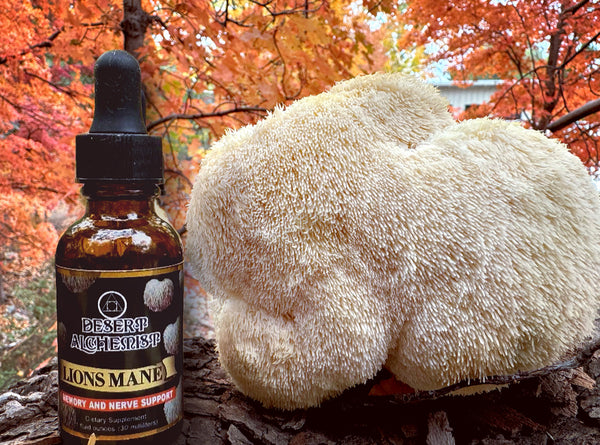 Lions Mane (Hericium erinaceus)