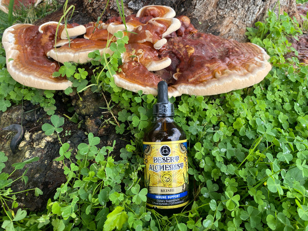 Reishi Mushroom Extract