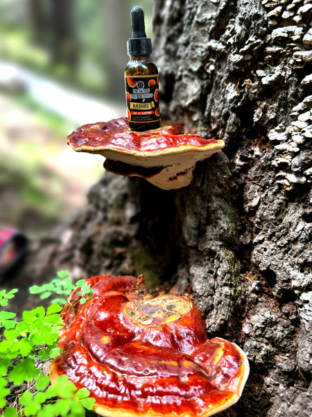 Reishi Mushroom Extract
