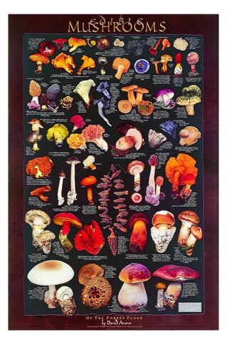 Forest Floor mushroom poster
