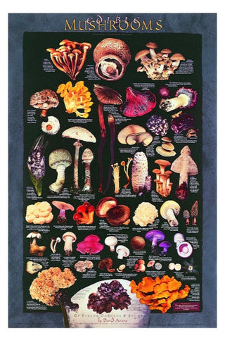 Edible cultivated mushroom poster