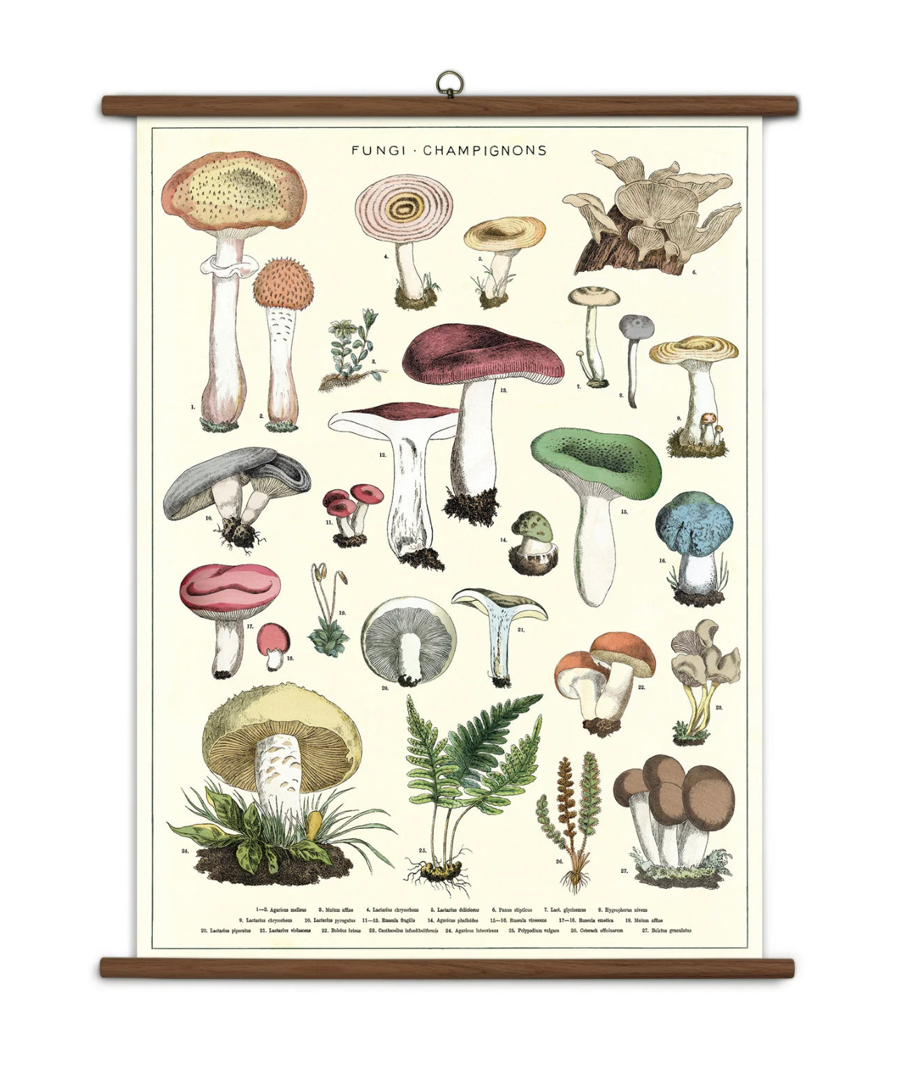Vintage School Chart Mushroom
