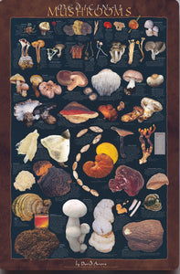 Medicinal Mushroom Poster