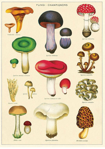 Cavallini Mushroom poster